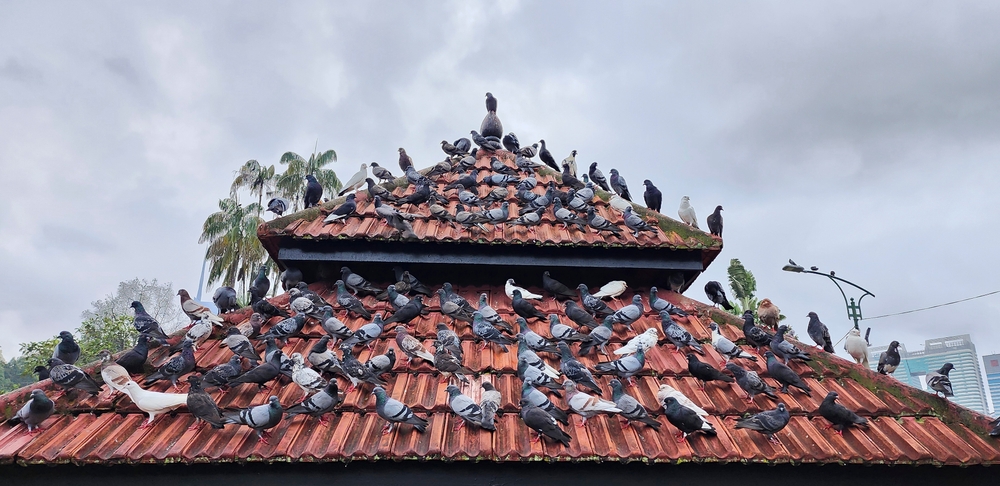 Les nuisances des pigeons en ville