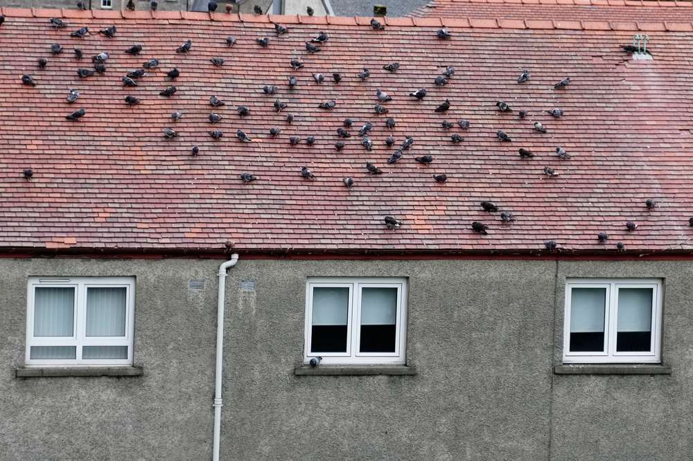 Pigeon ayant envahi le toit d'un immeuble d'habitation
