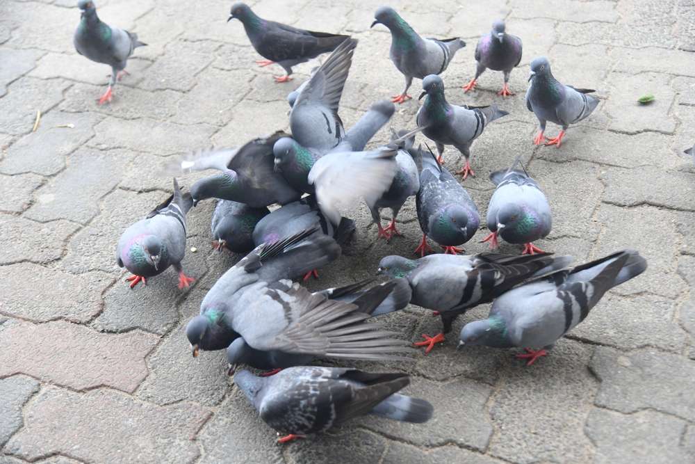 Comment éloigner les pigeons ? 9 solutions durables d'experts