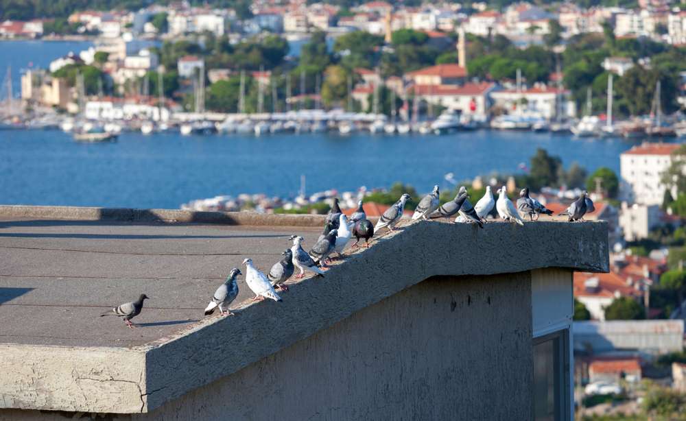 Pigeon sur le toit d'un immeuble