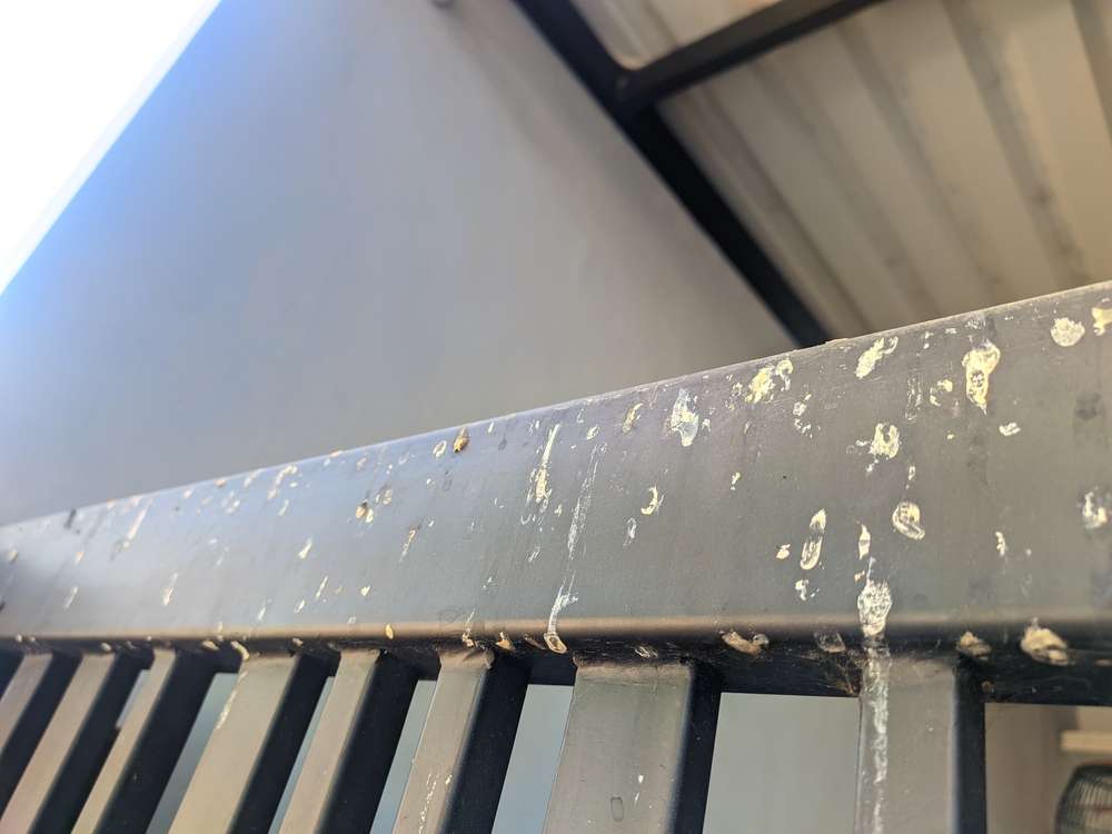 Fientes de pigeons à nettoyer